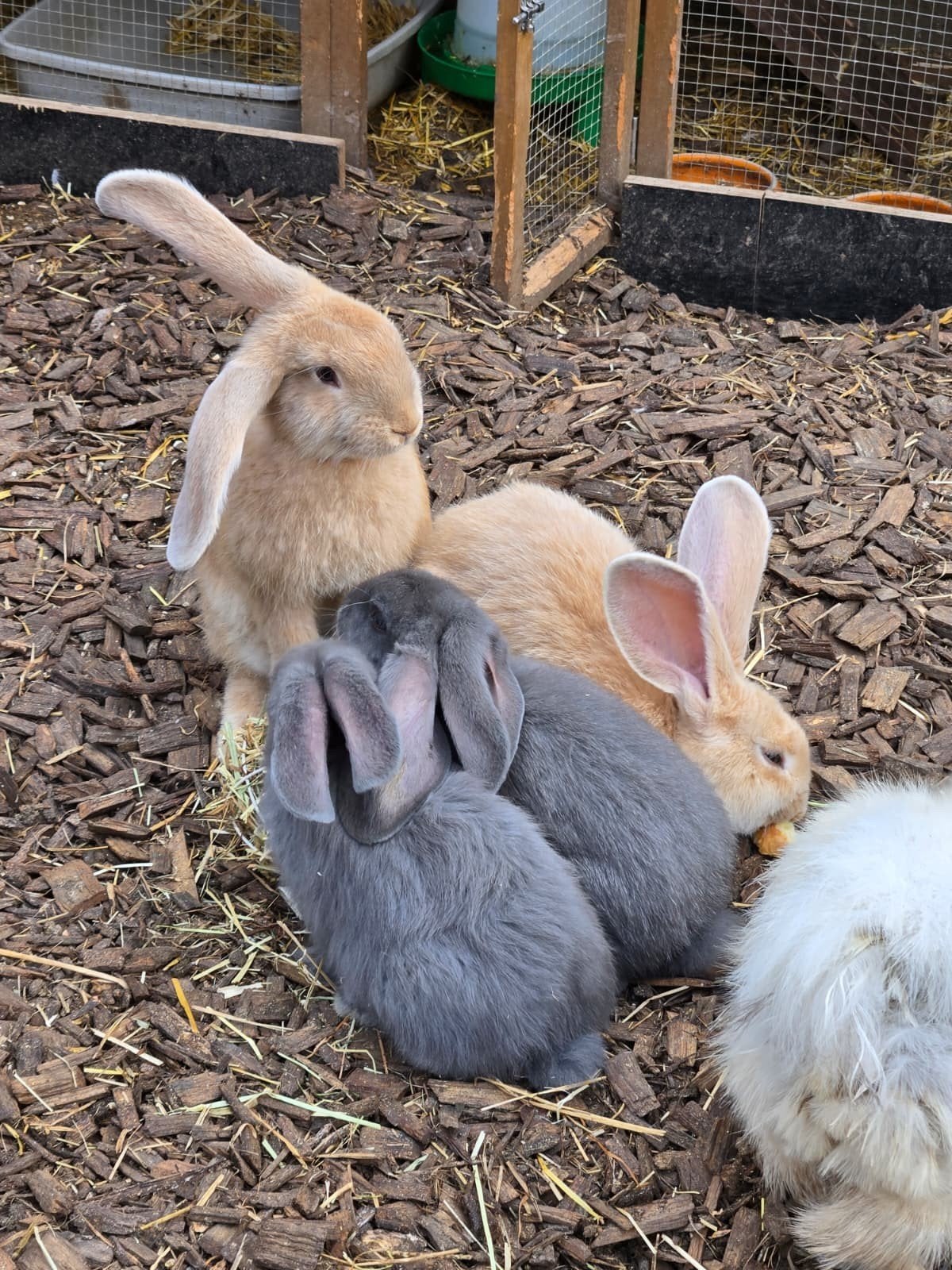 Vlaamse reuzen, Dieren en Toebehoren, Konijnen, Hangoor