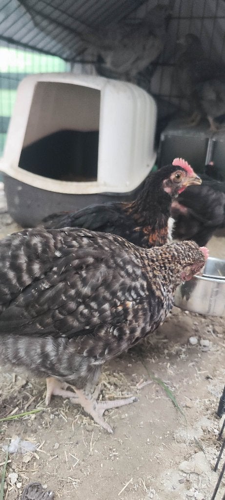 Jonge haantjes olijven en maranen, Mâle, Poule ou poulet