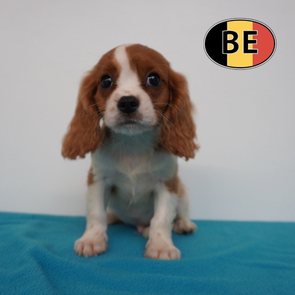 Cavalier King Charles pups te koop - Kleine hartendiefjes, Dieren en Toebehoren, Parvo, België, 8 tot 15 weken, Meerdere