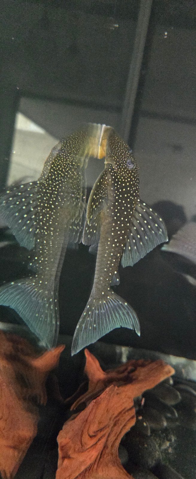 Bleu phantom pleco +-12cm, Animaux & Accessoires