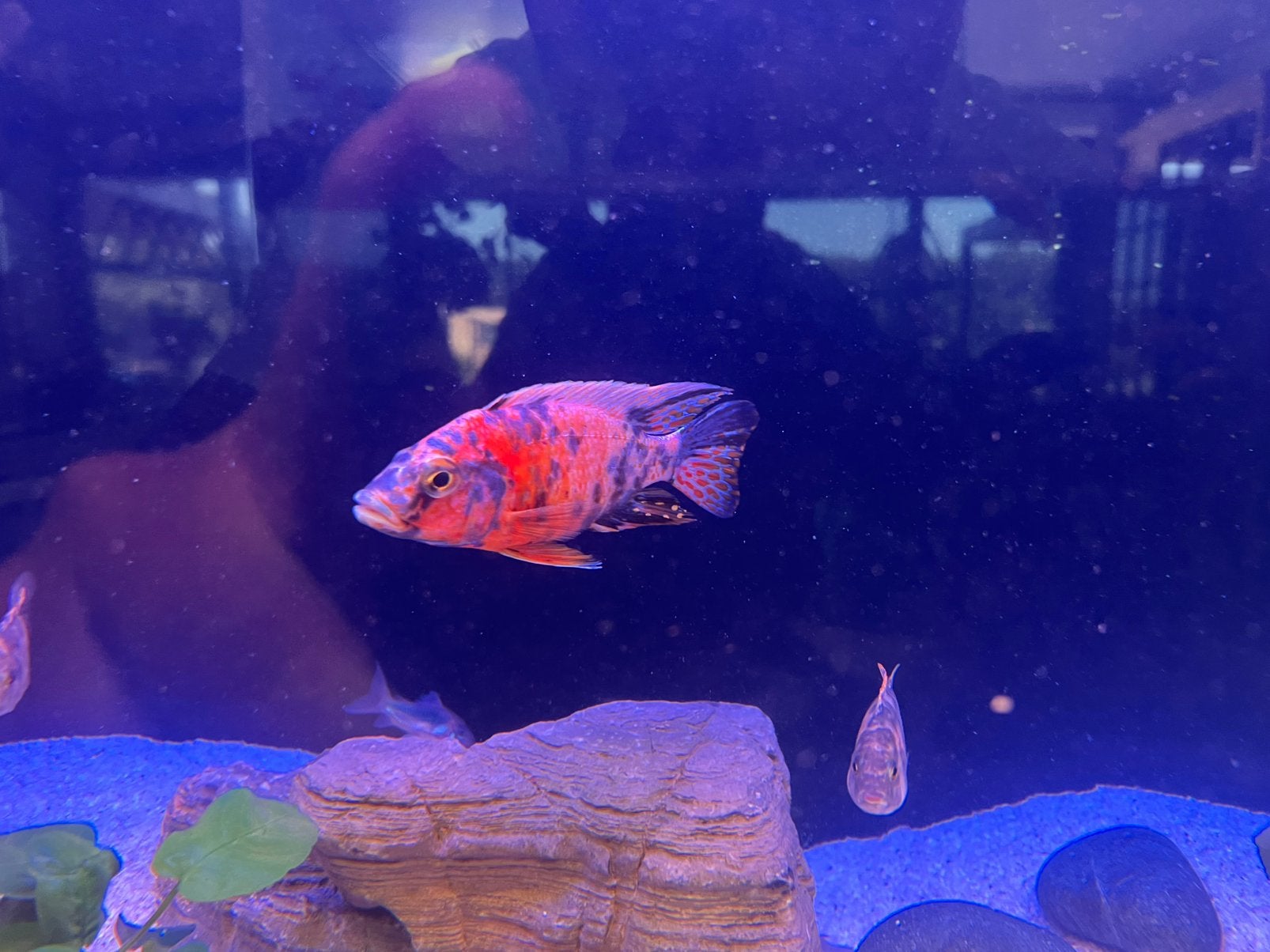 Aulonocara ob multi color