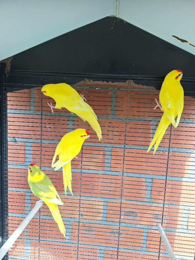 Kakariki's, Dieren en Toebehoren, Meerdere dieren, Parkiet, Geringd