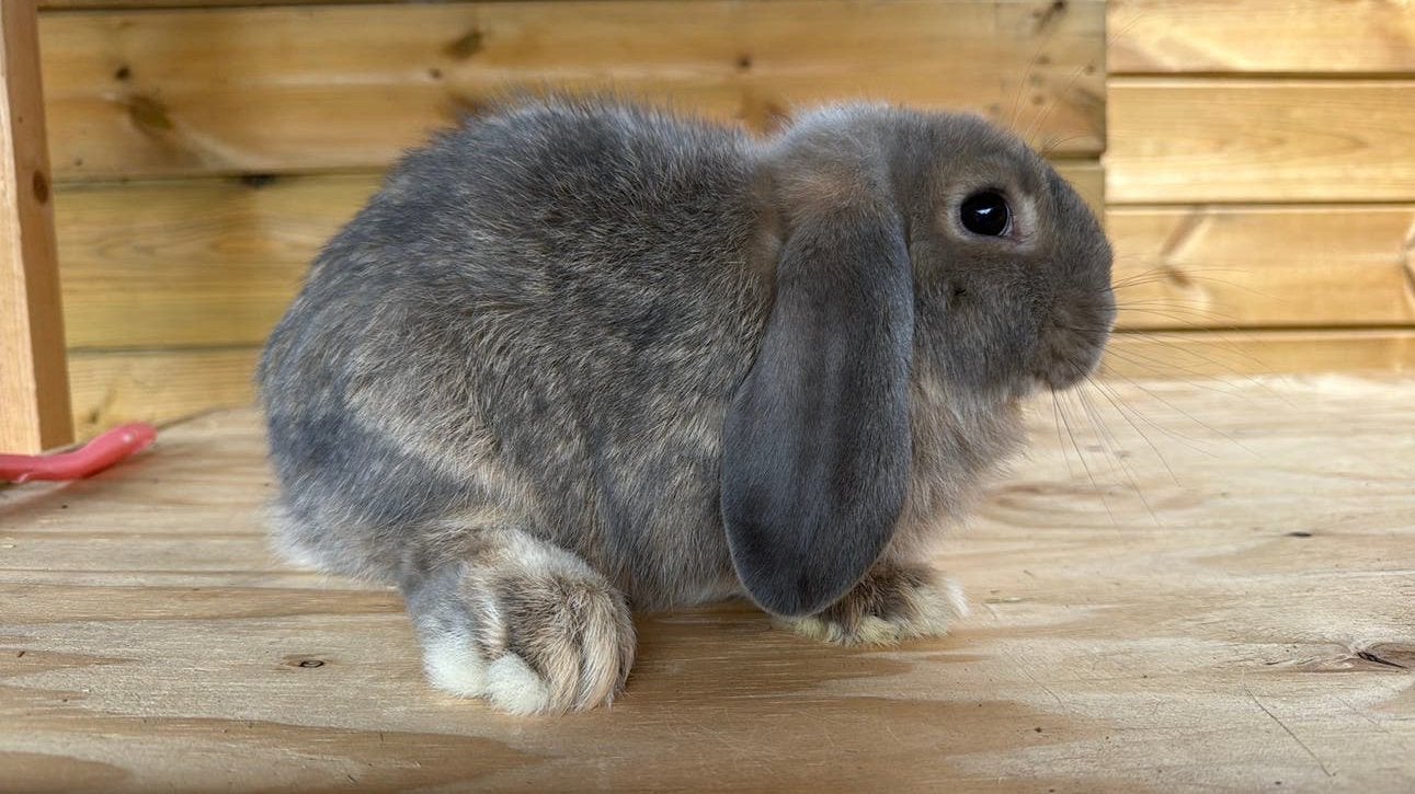 Nhd ram, Mannelijk, Dwerg, Hangoor, 0 tot 2 jaar