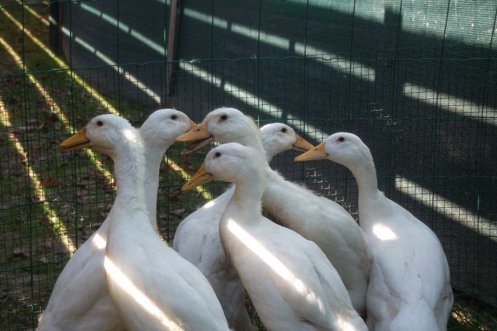 loopeenden, Dieren en Toebehoren, Pluimvee, Geslacht onbekend, Eend