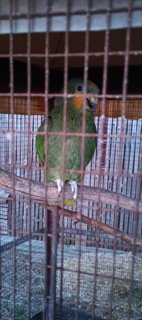 Amazone papagaai louka, Dieren en Toebehoren, Geslacht onbekend, Tropenvogel, Geringd