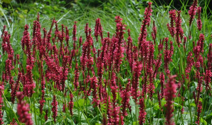 Persicaria amplexicaulis 'Speciosa', Tuin en Terras, Planten | Tuinplanten, Vaste plant, Volle zon, Zomer, Ophalen
