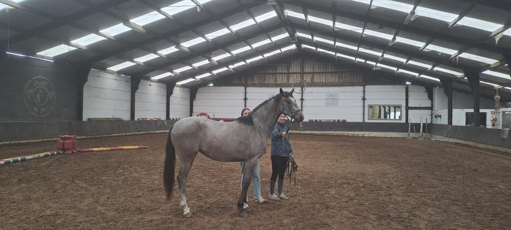 Super Chique 2 jarige merrie Z stamboek, Dieren en Toebehoren, Paarden, Merrie, Z