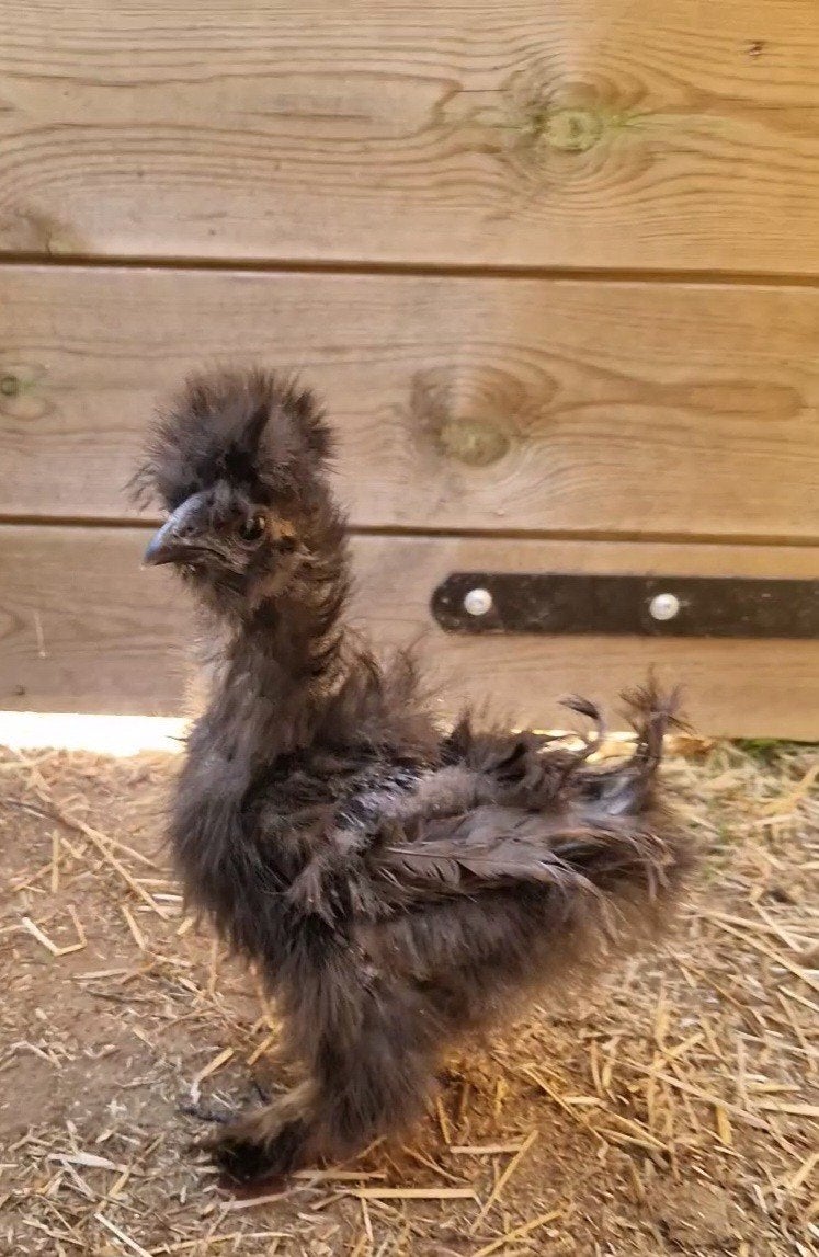 USA zijdehoen️, Dieren en Toebehoren, Pluimvee