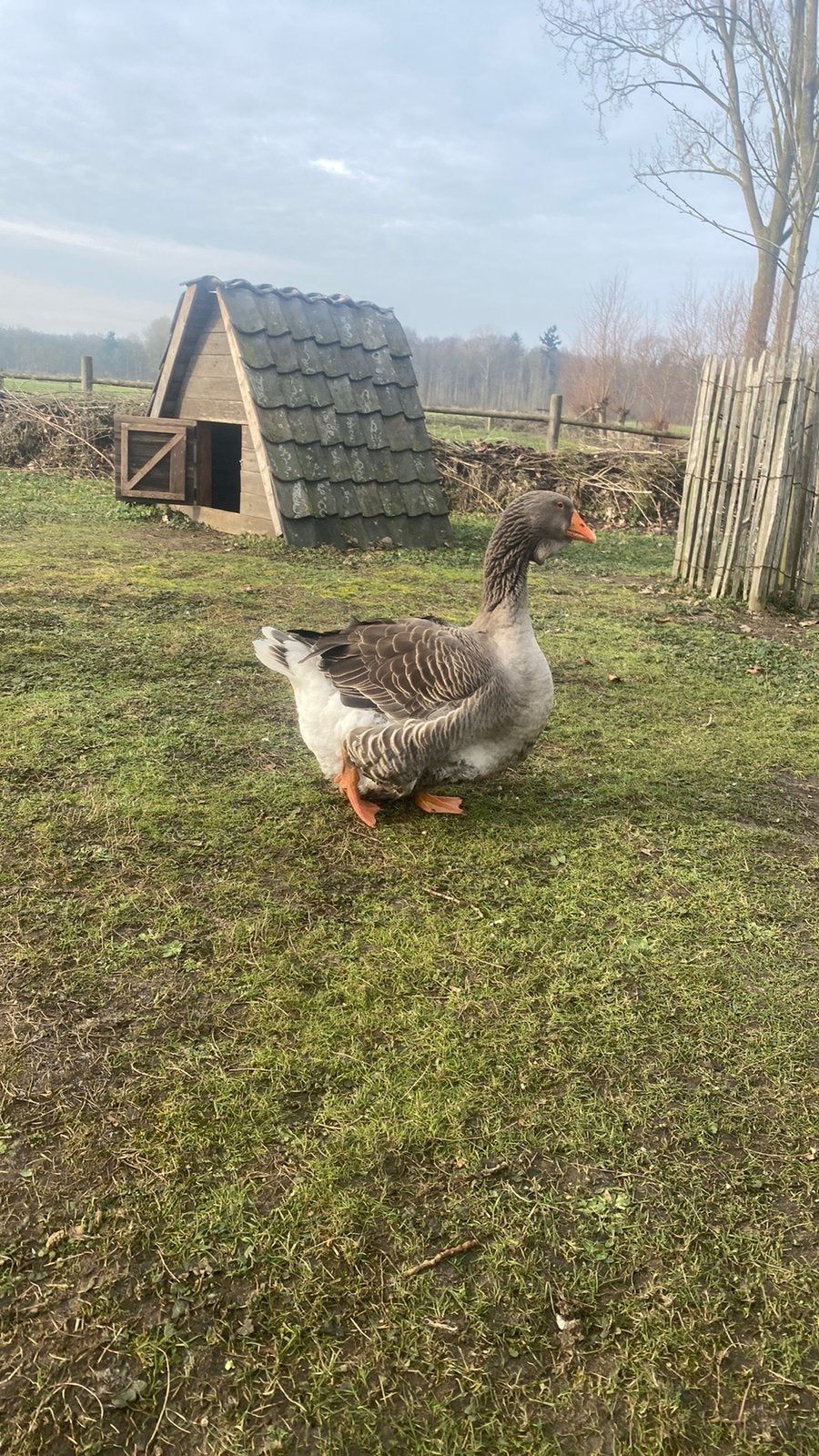 Toulouse ganzen met keel en buikdwalp 2026, Dieren en Toebehoren, Mannelijk, Gans of Zwaan