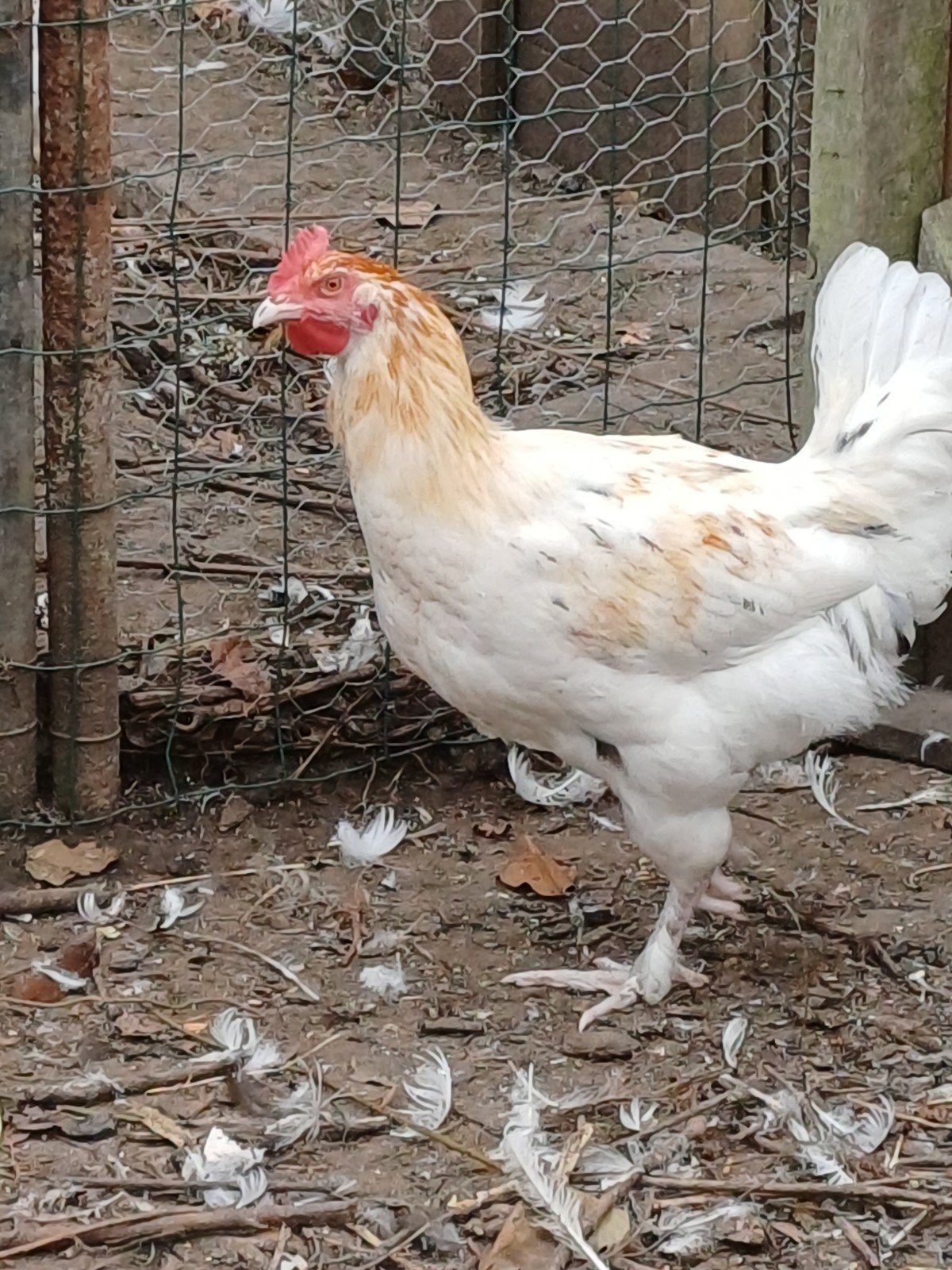 jonge haan, Mâle, Poule ou poulet