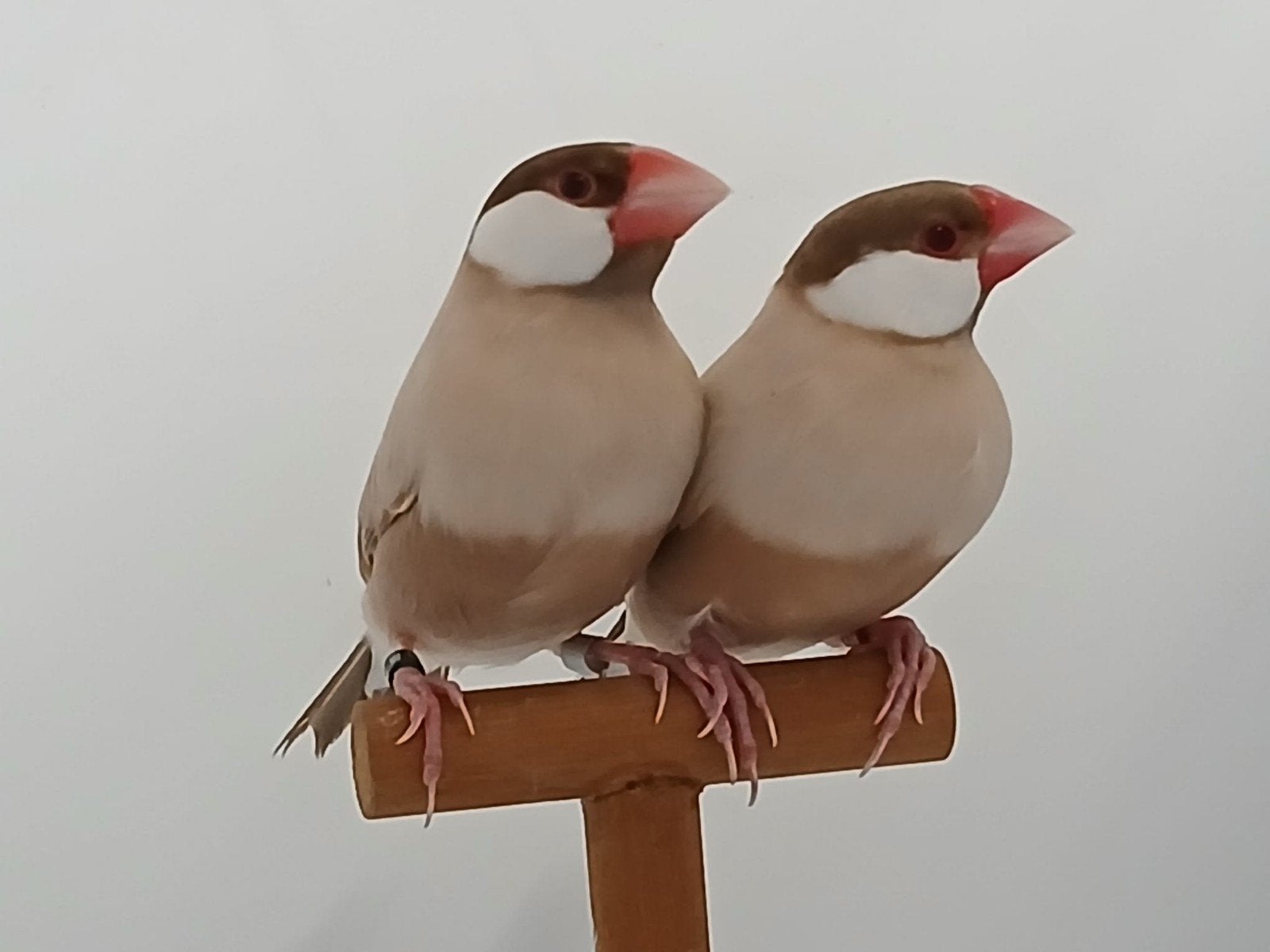 1-2 rijstvogels, Meerdere dieren, Tropenvogel, Geringd