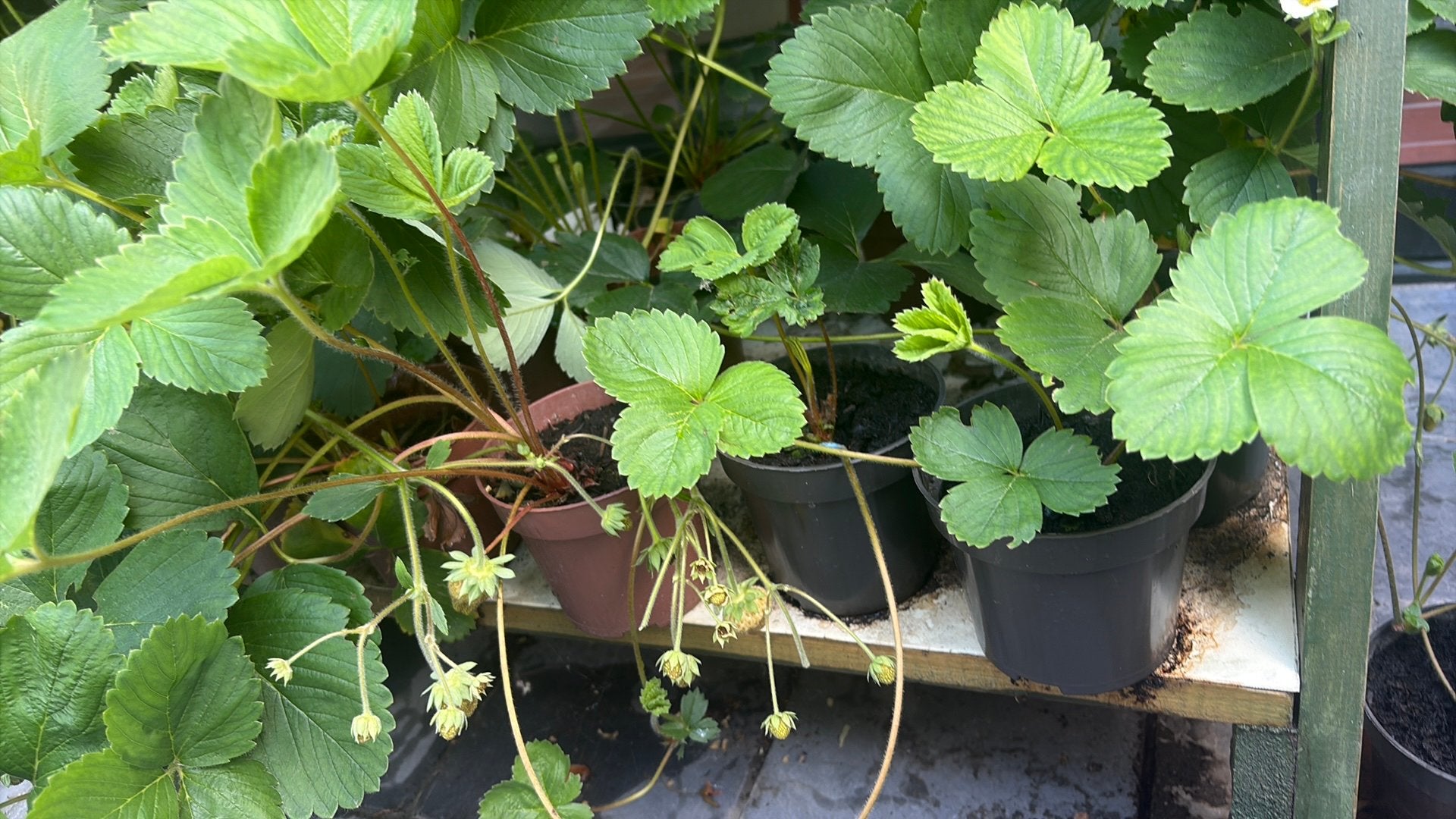Aardbeiplantjes Corona, Ophalen, Overige soorten
