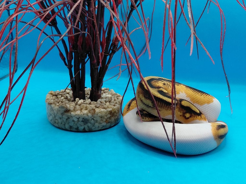 Orange Dream Enchi Yellow Belly Pied The Desert Ghost, Animaux & Accessoires, Serpent, 0 à 2 ans