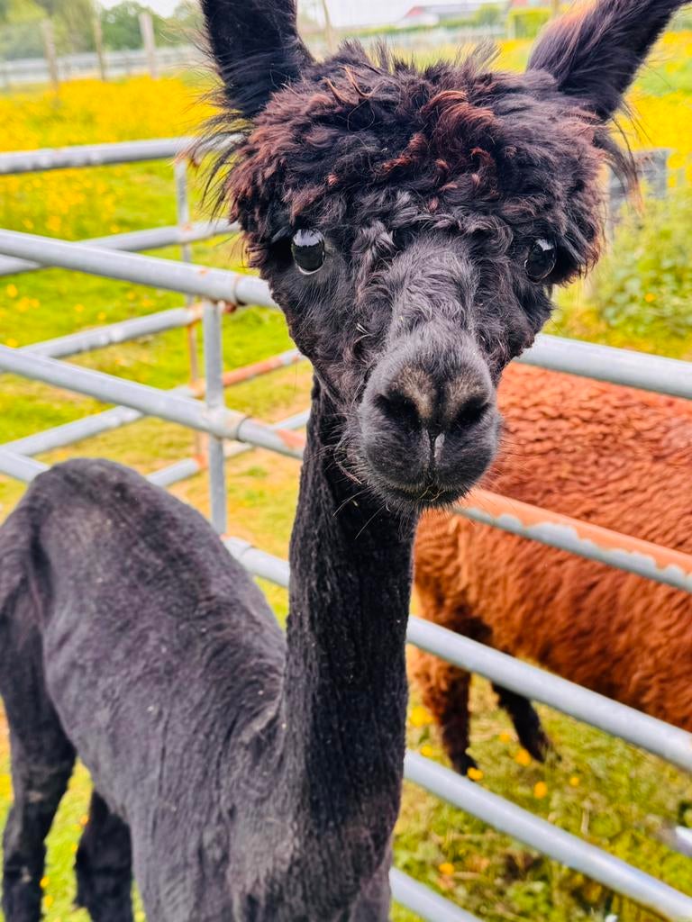 Zwarte alpaca merrie, Animaux & Accessoires, Animaux Autre, Juin, Femelle