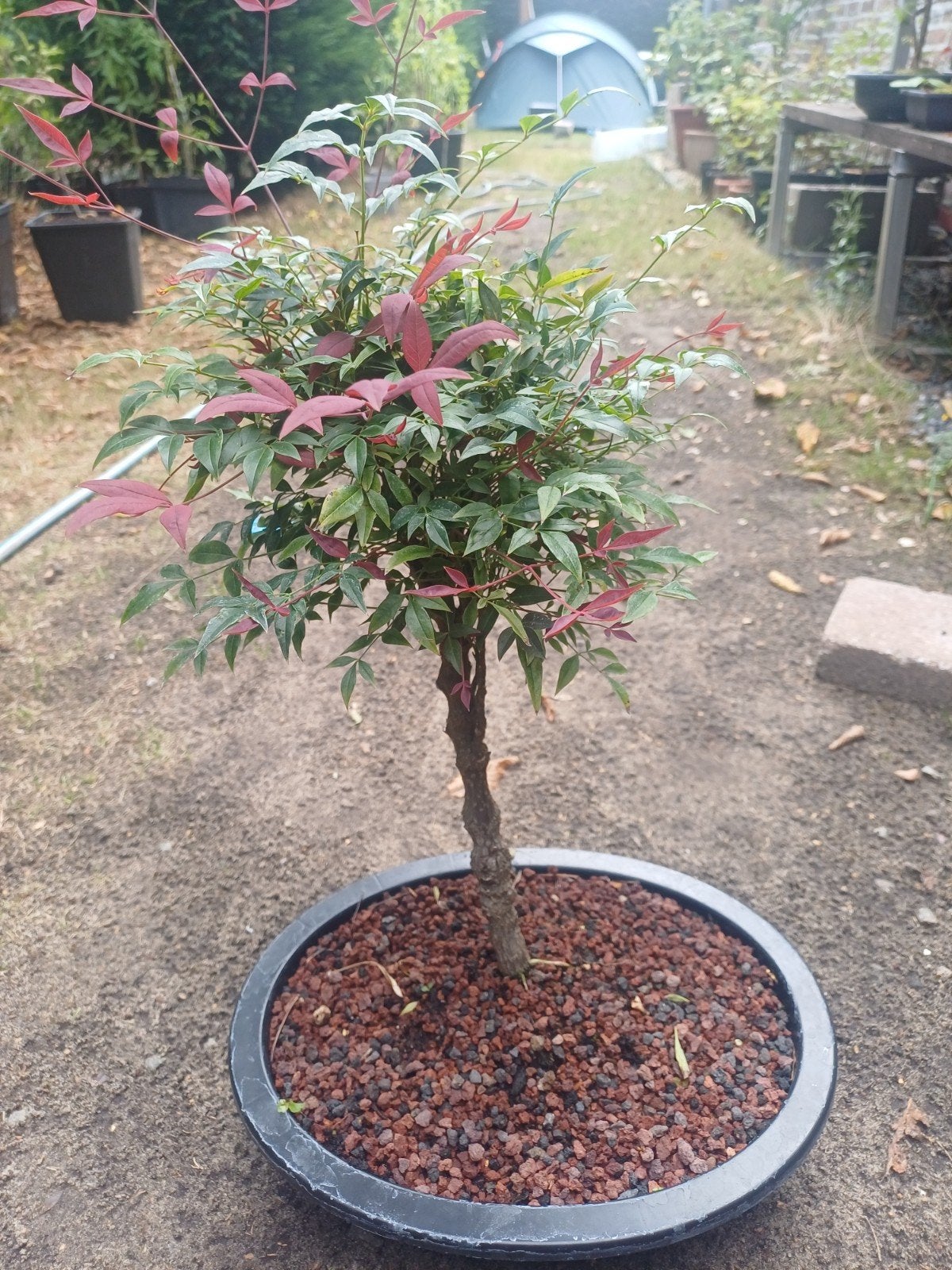 1 hemelse bamboe bonsai, Tuin en Terras, Planten | Bomen, Ophalen