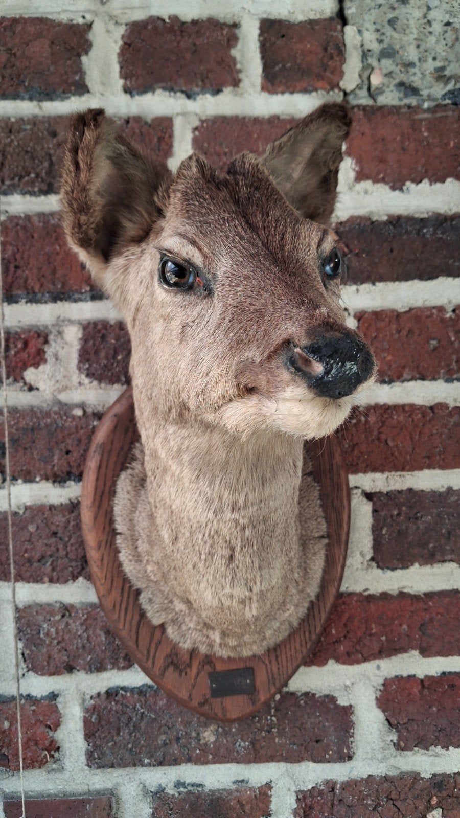 Taxidermie. Cerf en peluche., Collections, Collections Animaux, Enlèvement