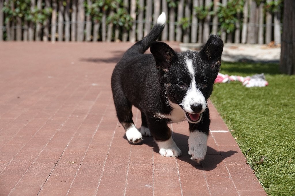 Prachtige Welsh Corgi Cardigan pups, met stamboom, Dieren en Toebehoren, België, Overige rassen, 8 tot 15 weken, CDV (hondenziekte)