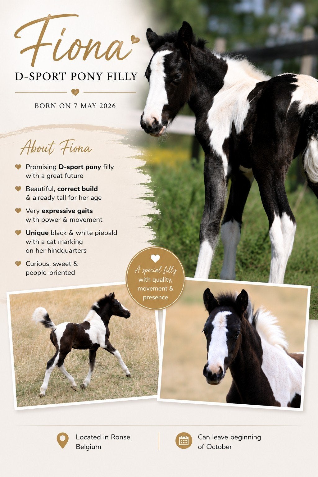 Veelbelovend D-sportpony merrieveulen, Animaux & Accessoires, Chevaux, Avec puce électronique, Moins de 160 cm, 0 à 2 ans, Non dressé