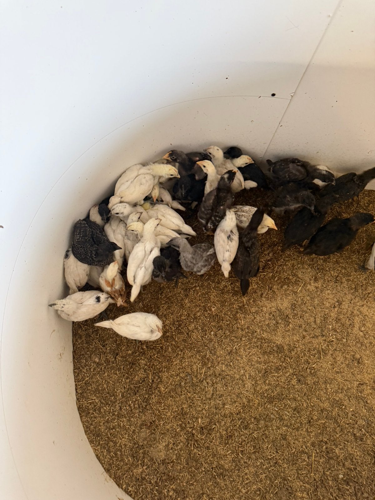 Kuikens te koop, Dieren en Toebehoren