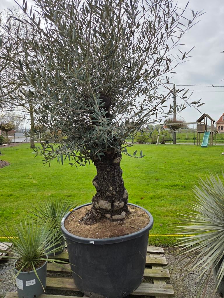 Olijfboom Olea Europaea, Tuin en Terras, Ophalen, Olijfboom