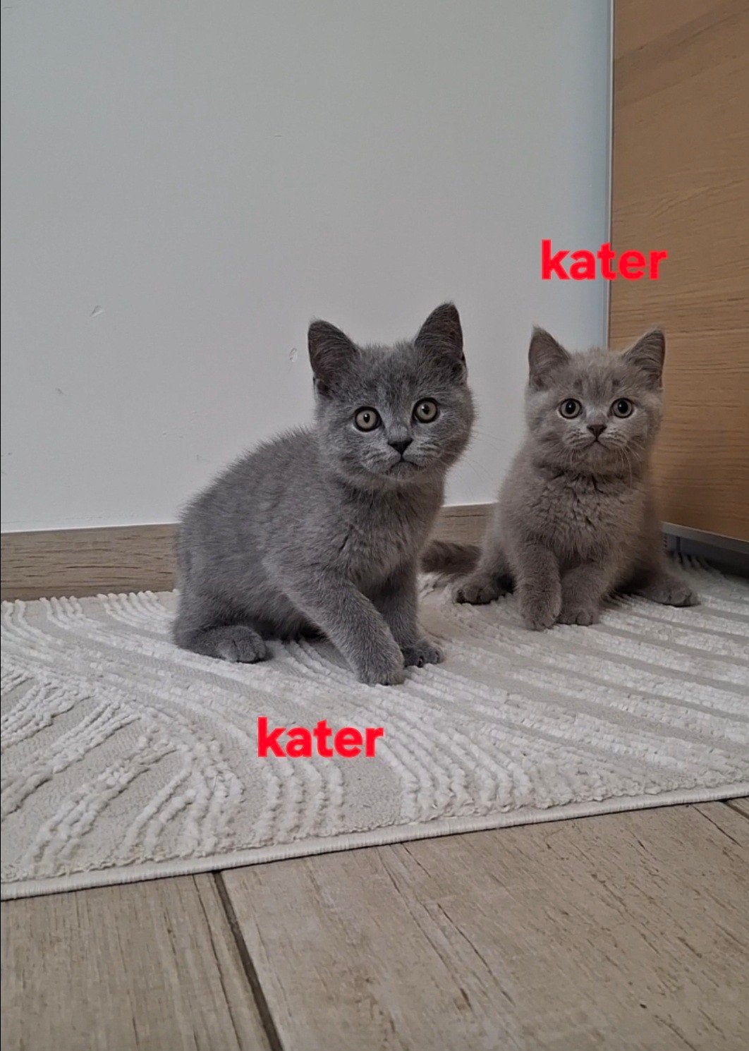 Britse korthaar kittens, Plusieurs animaux, Vermifugé, 0 à 2 ans
