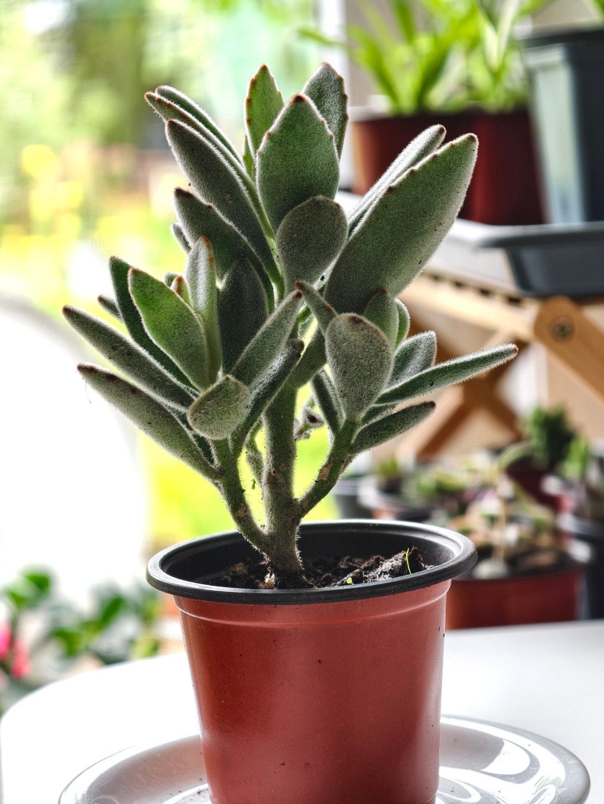Pandaplant Kalanchoe tomentosa vetplant, Ophalen, Vetplant