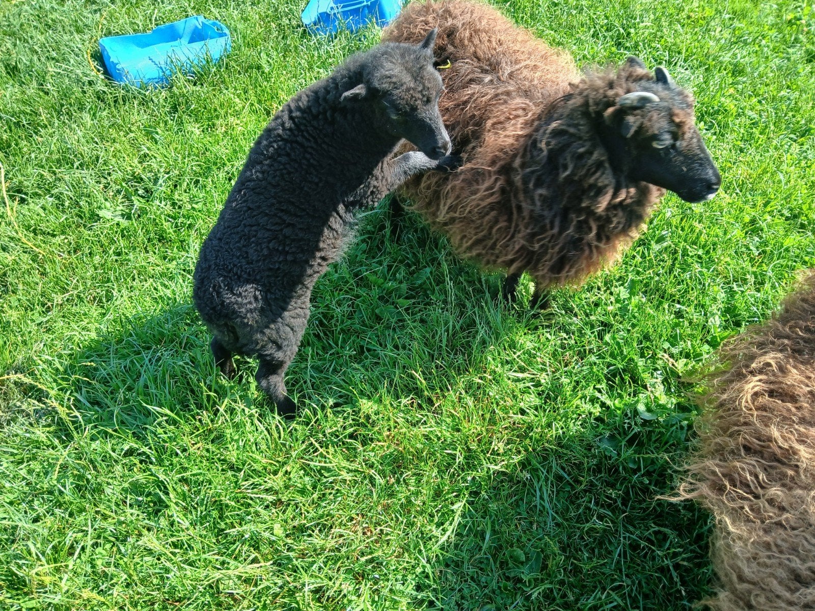 Quessant schapen ( ooien)