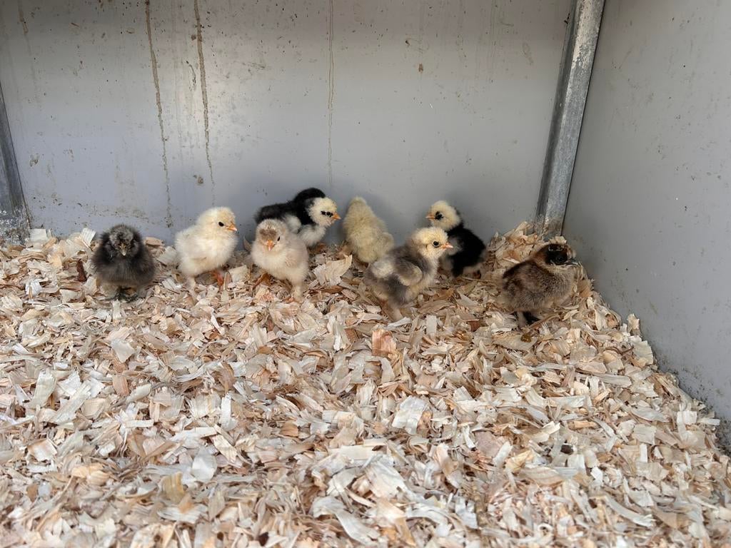 Zijdehoender kuikens, Sexe inconnu, Poule ou poulet
