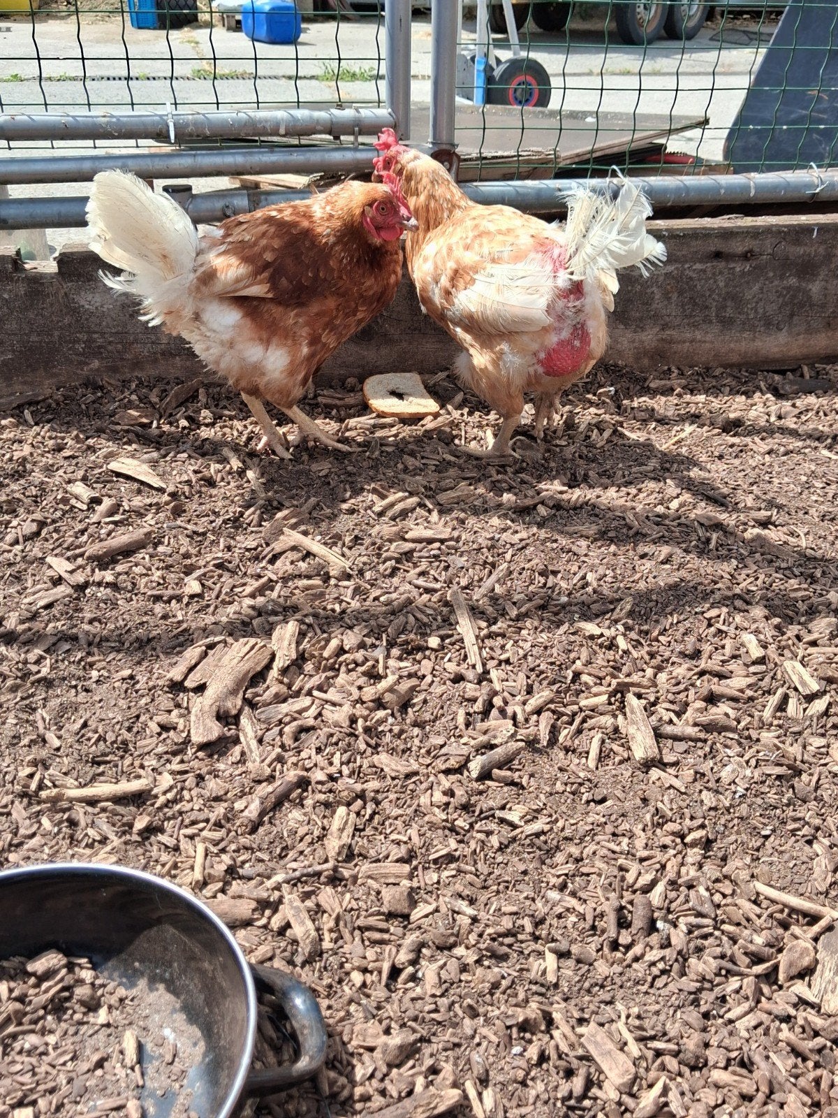 2 legkippen, Dieren en Toebehoren, Pluimvee