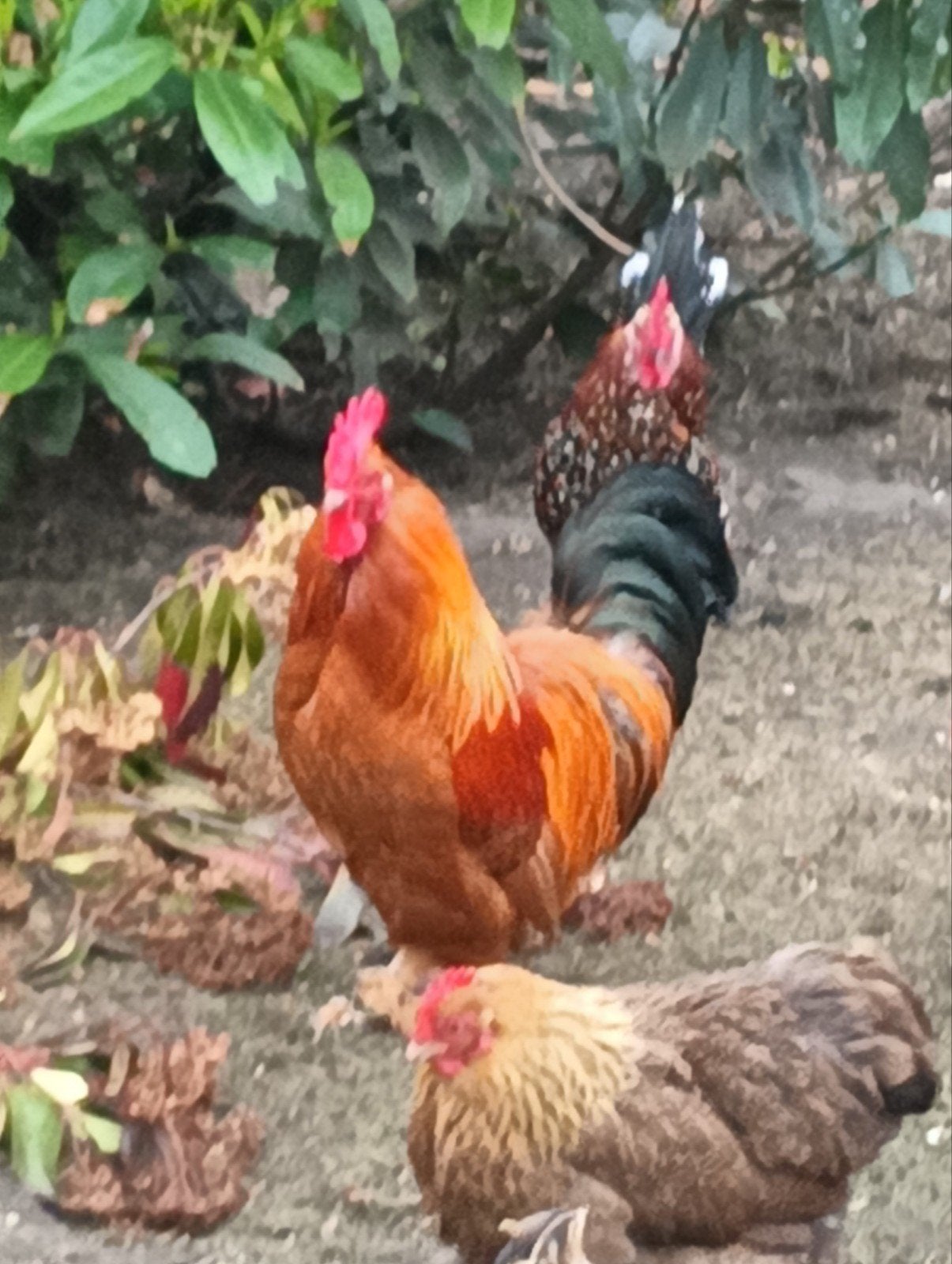 Hanen, Dieren en Toebehoren, Pluimvee