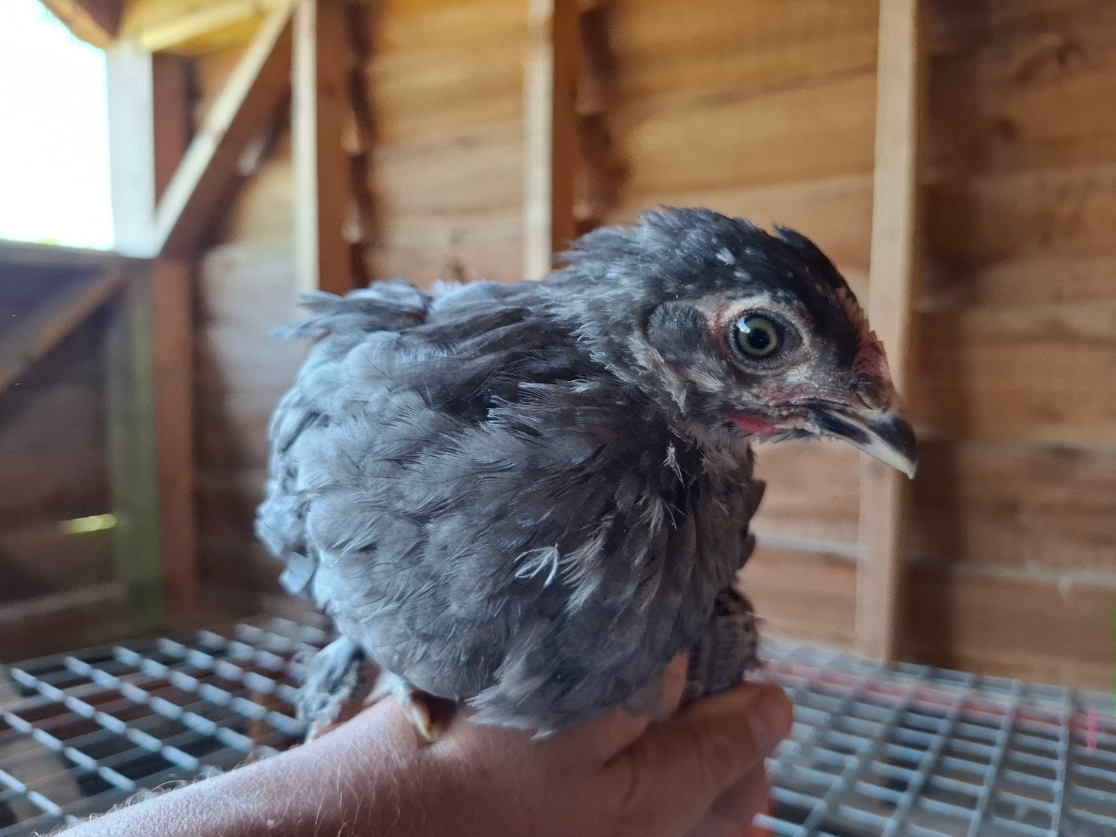 Marans en Araucana kippen, Meerdere dieren, Kip