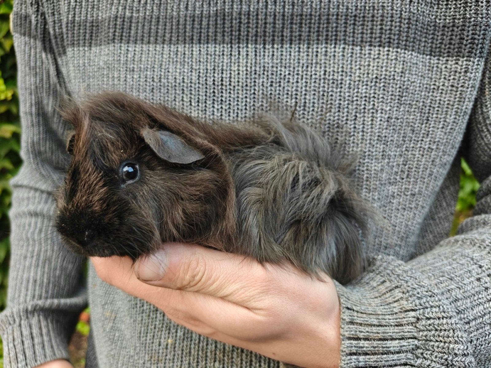 4 jonge mannetjes cavia's, Août, Mâle, Cobaye
