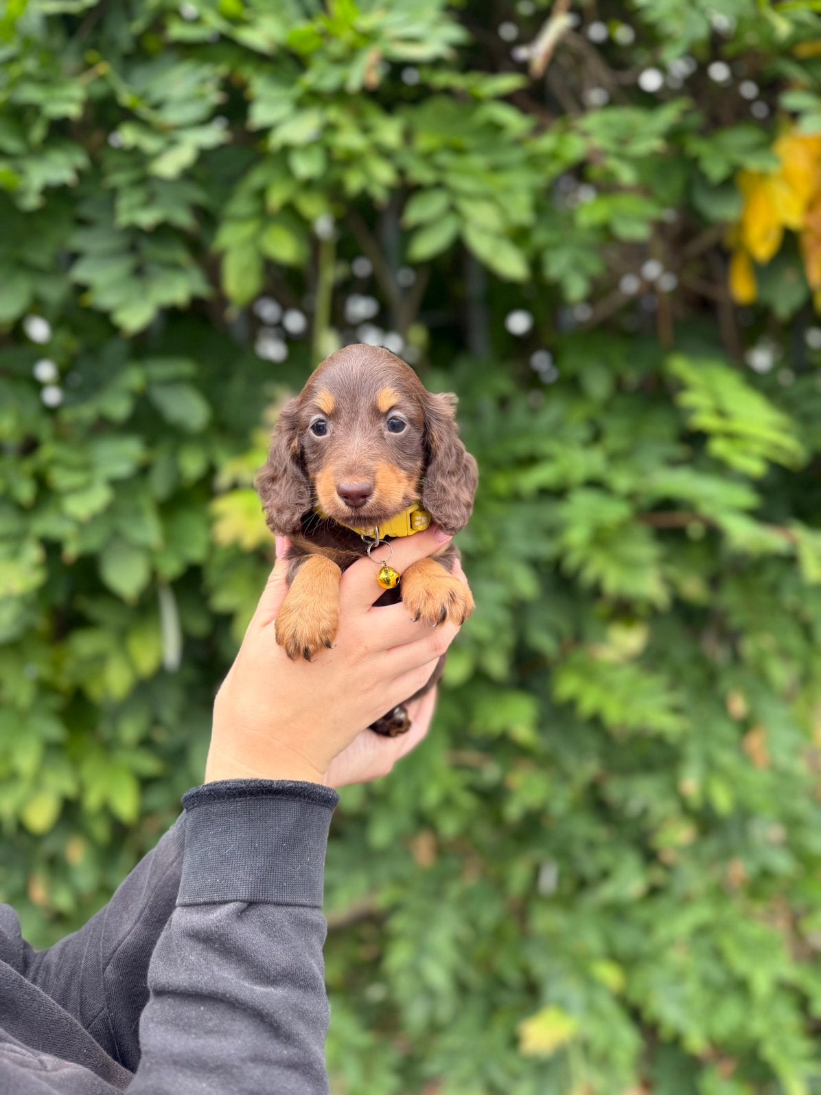 Langharige choco tan dwergteckel pup, Maladie de Carré (chiens), Chienne, Belgique, Poils longs