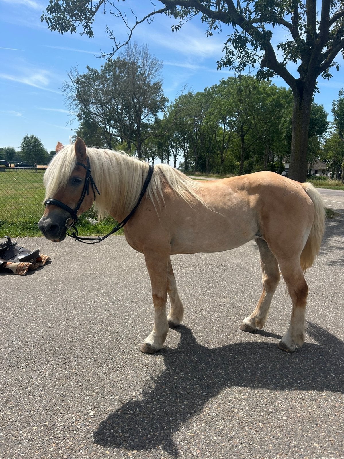haflinger, Jument