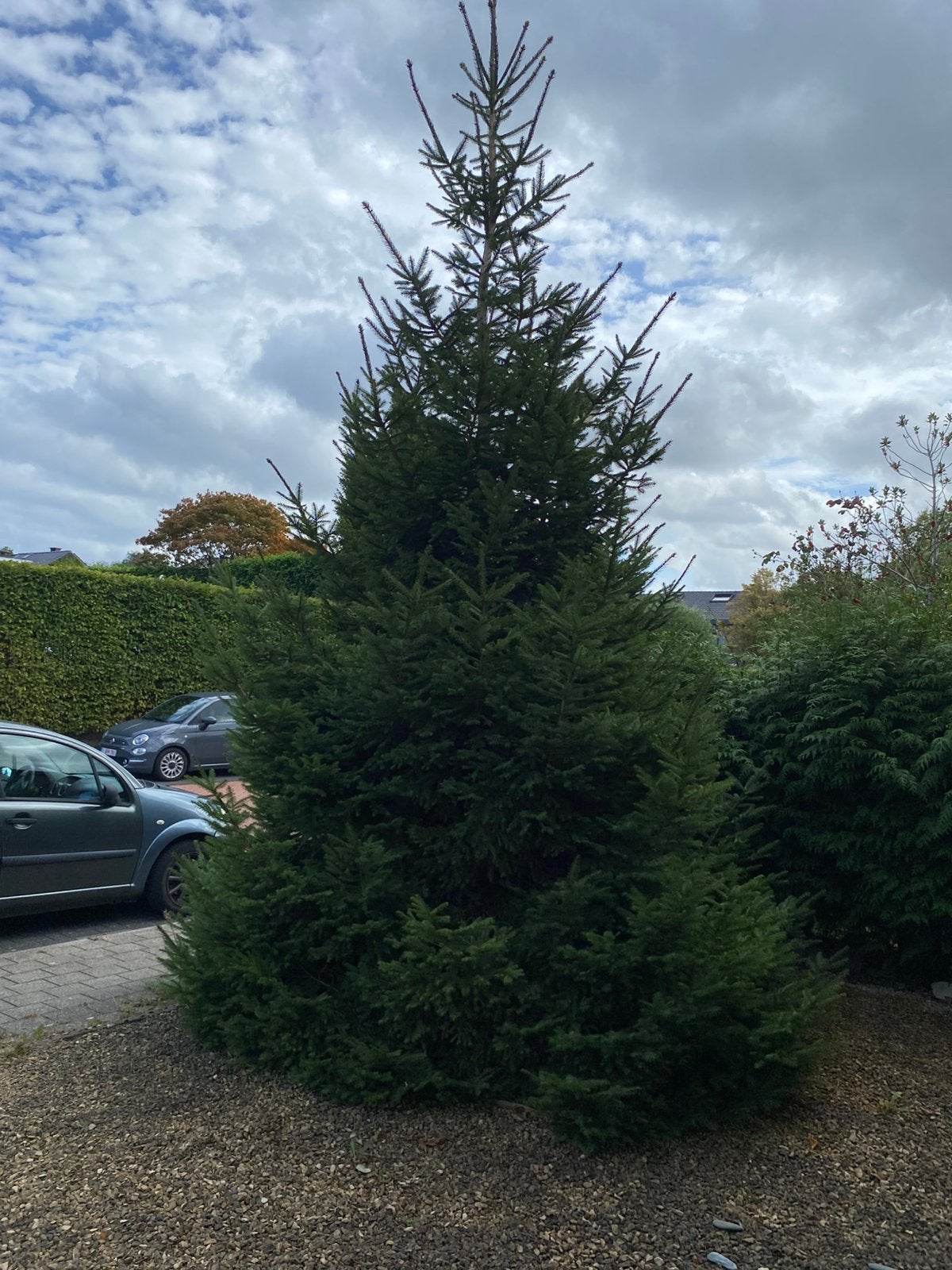 Grote kerstboom, Tuin en Terras, Ophalen, Overige soorten, 250 tot 400 cm