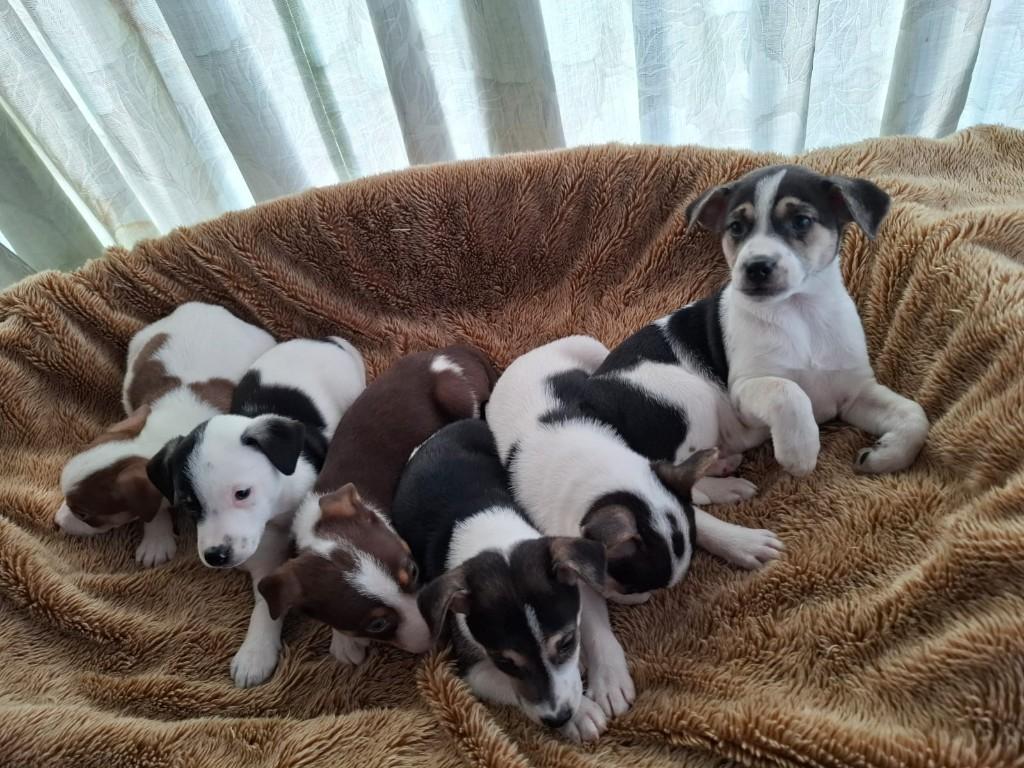 Boerenfox pups