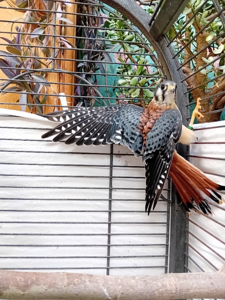 crécerelle américaine, Oiseau de proie, Domestique