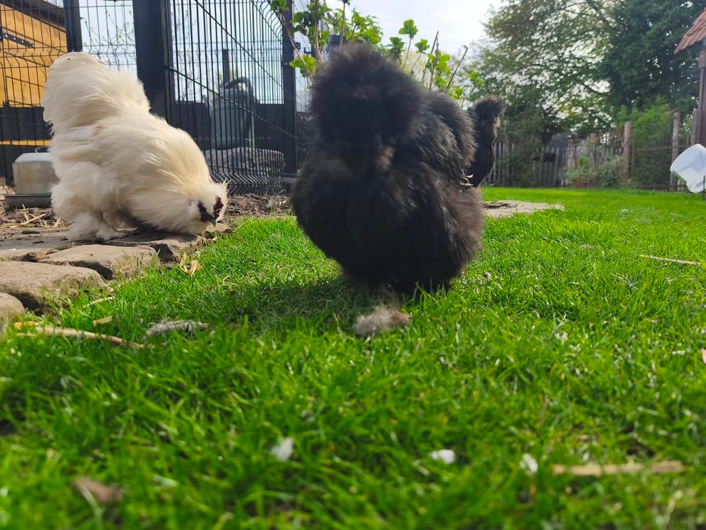 Broedeieren van zijdehoenders 5€ voor 6 stuks, Dieren en Toebehoren, Pluimvee