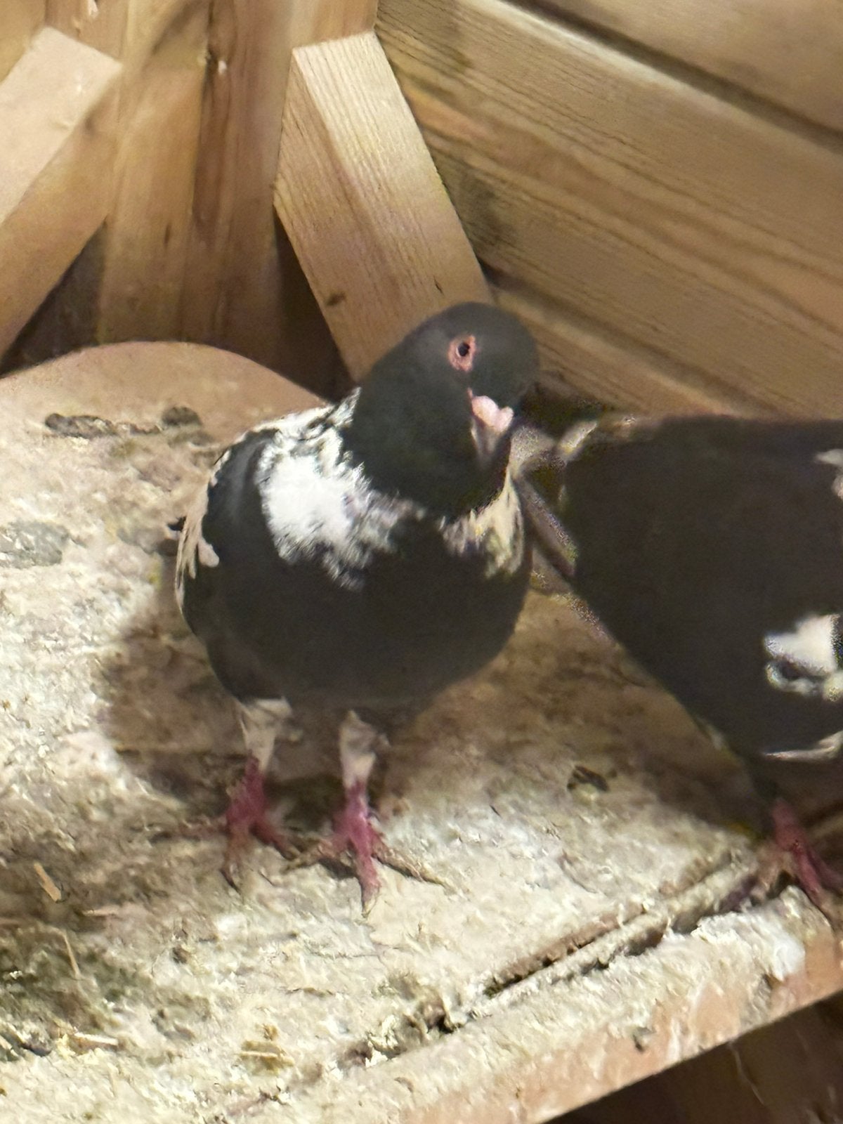Mooi duiven, Dieren en Toebehoren, Mannelijk, Kropper