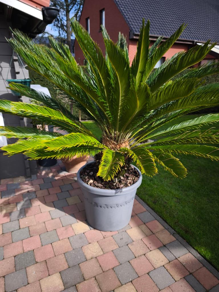 Cycas 170cm hoog 33jaar oud prijs 350euro incl pot op wielen, Tuin en Terras, Planten | Tuinplanten, Ophalen