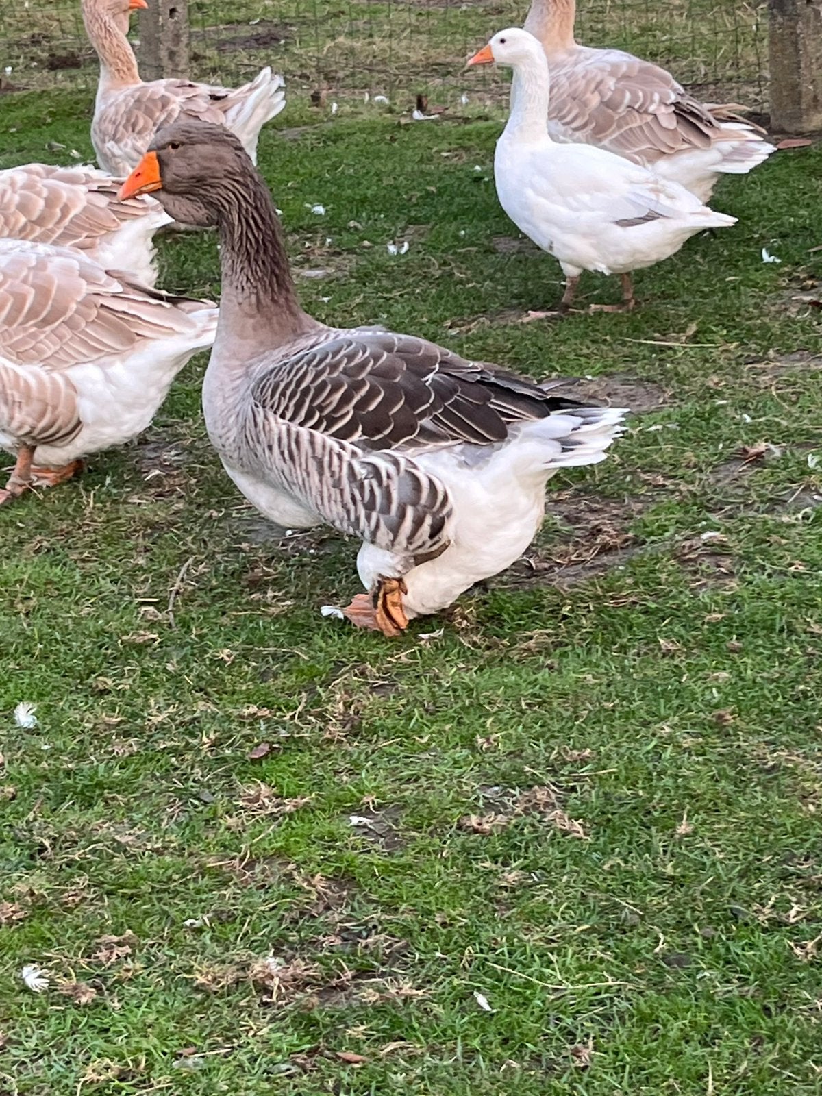 Toulouse dwealp gans, Dieren en Toebehoren