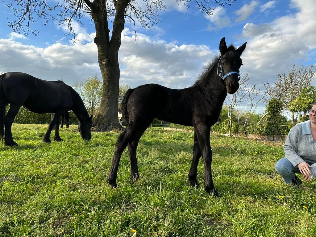 Frieze hengst veulen, Ophalen, Zo goed als nieuw