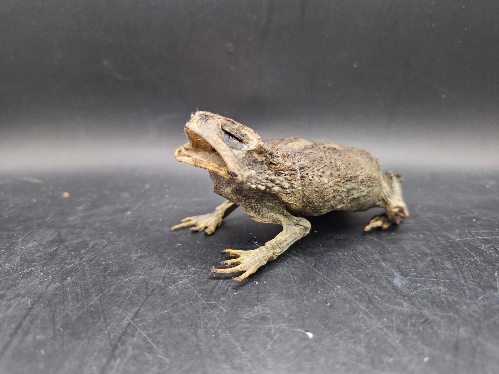 Véritable Crapaud Momifié (Taxidermie) - Cabinet de Curiosit, Enlèvement ou Envoi, Neuf, Reptile ou Amphibien, Animal empaillé