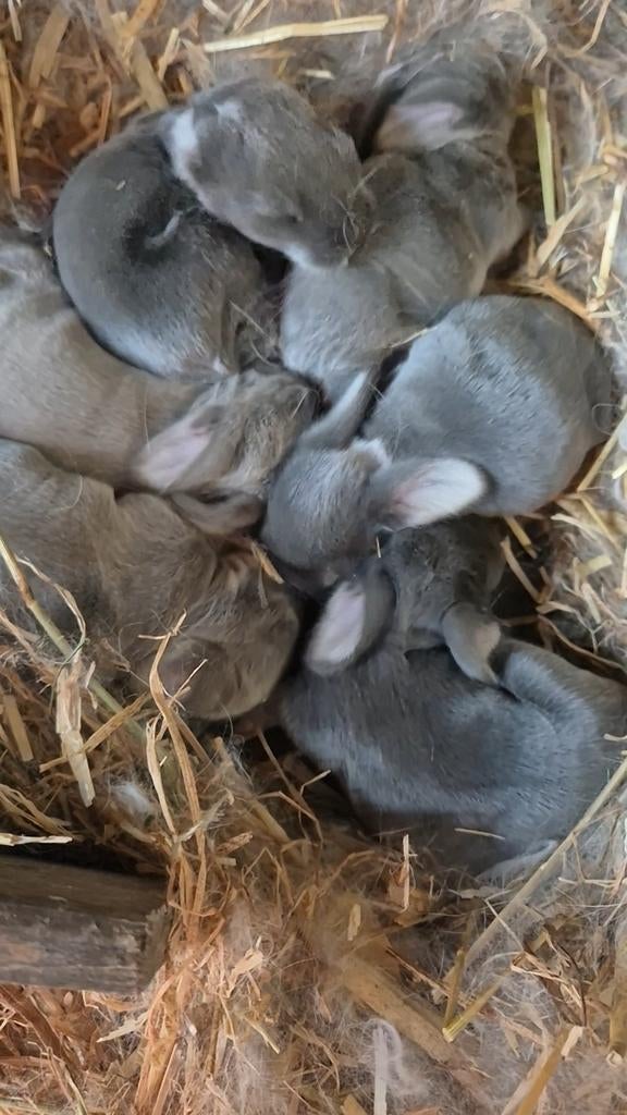 Raszuivere Franse hangoortjes, Dieren en Toebehoren, Konijnen