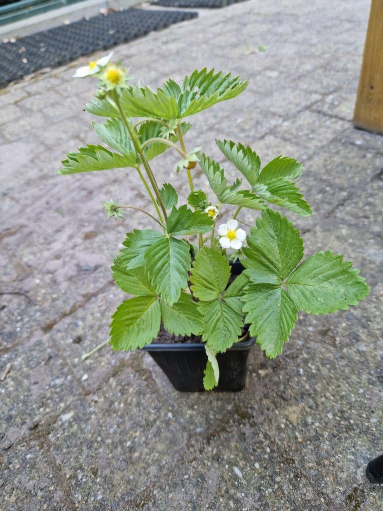 Inheemse bosaardbei, eetbaar, Tuin en Terras, Ophalen, Winter, Vaste plant