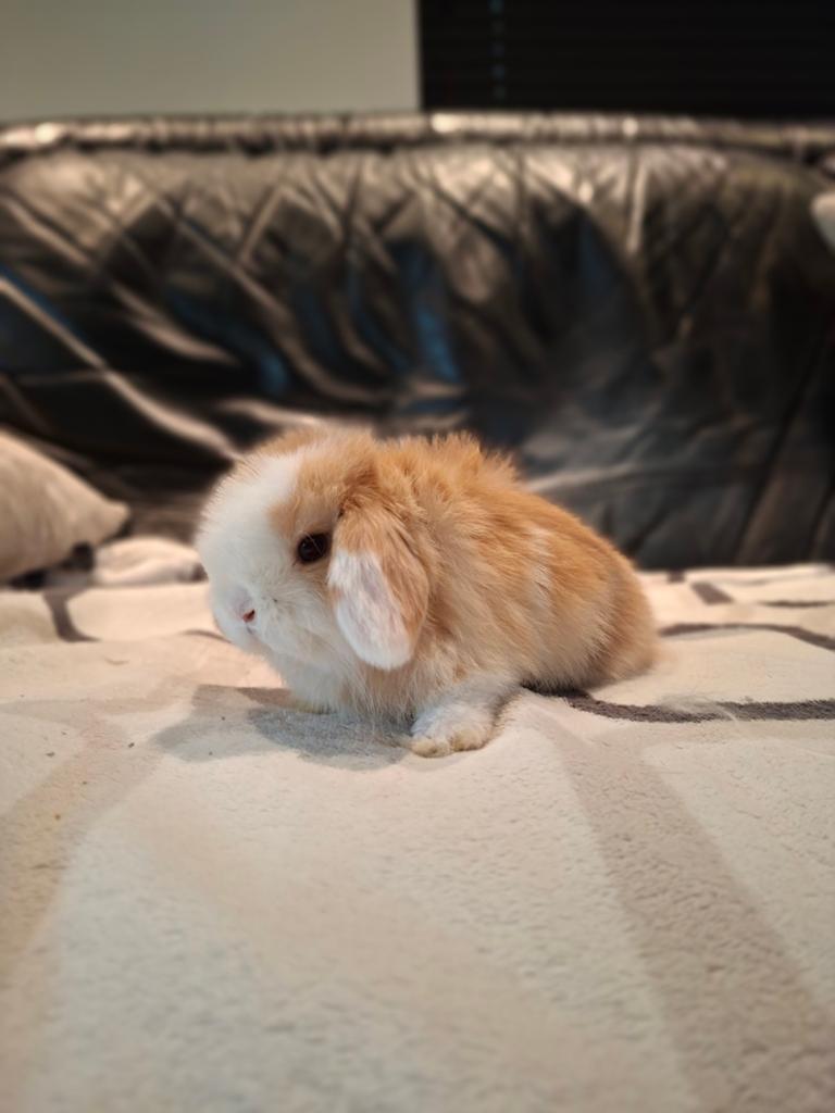 Knappe Minilop konijntjes, Dieren en Toebehoren, Konijnen