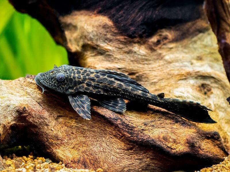 Pleco