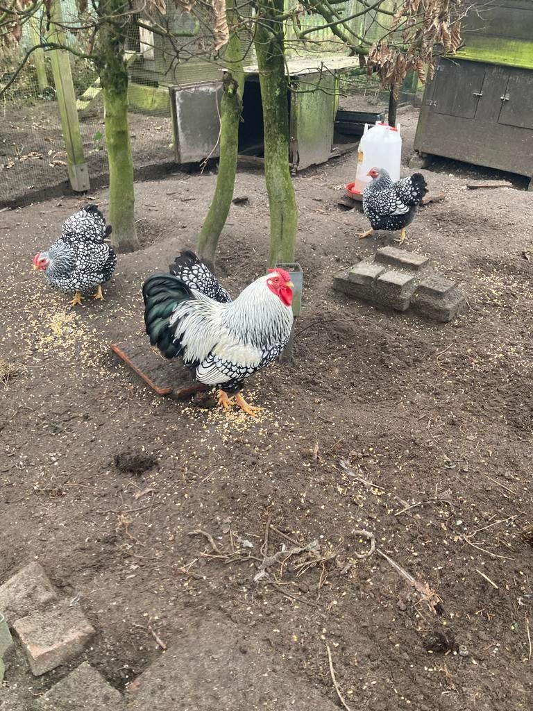 Prachtige wyandotte kriel haan, Dieren en Toebehoren, Pluimvee, Kip, Mannelijk