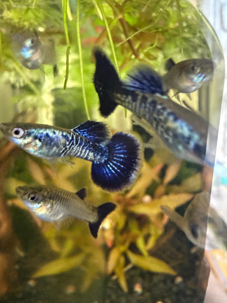 Poisson Guppy Blue cobra Navi, Enlèvement