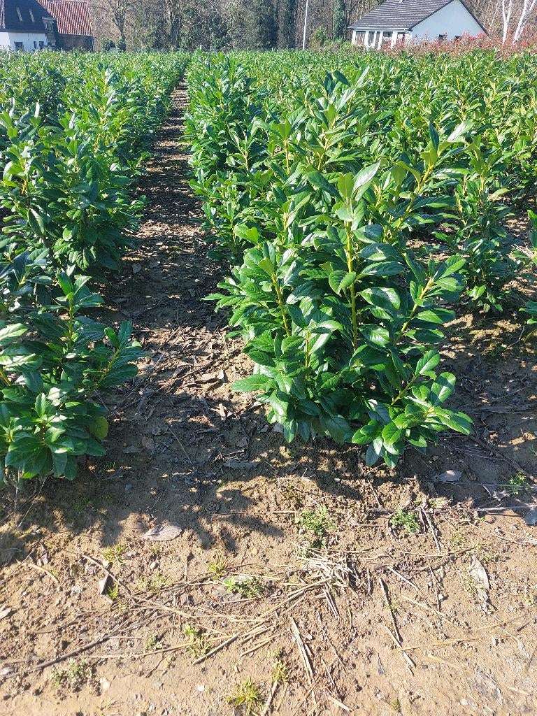 Laurier cerise : plante de haie Caucasica et Novita, Enlèvement, Laurier, Haie, 100 à 250 cm